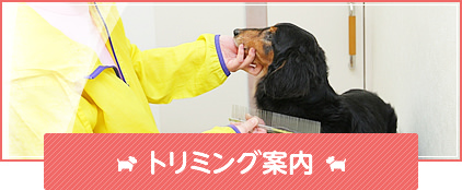 トリミング案内